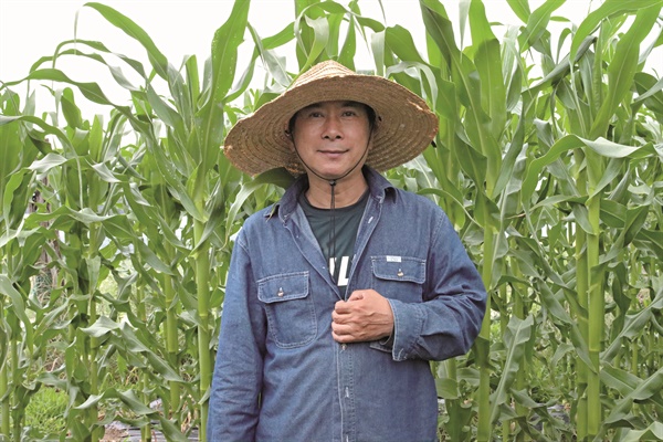여름간식 옥수수의 위기 지금껏 약 한번 안 썼는데, 진딧물 생겨 충격 [월간 옥이네]