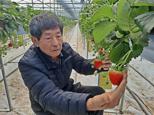 난방비 폭탄에 힘겨워 하는 딸기 농가