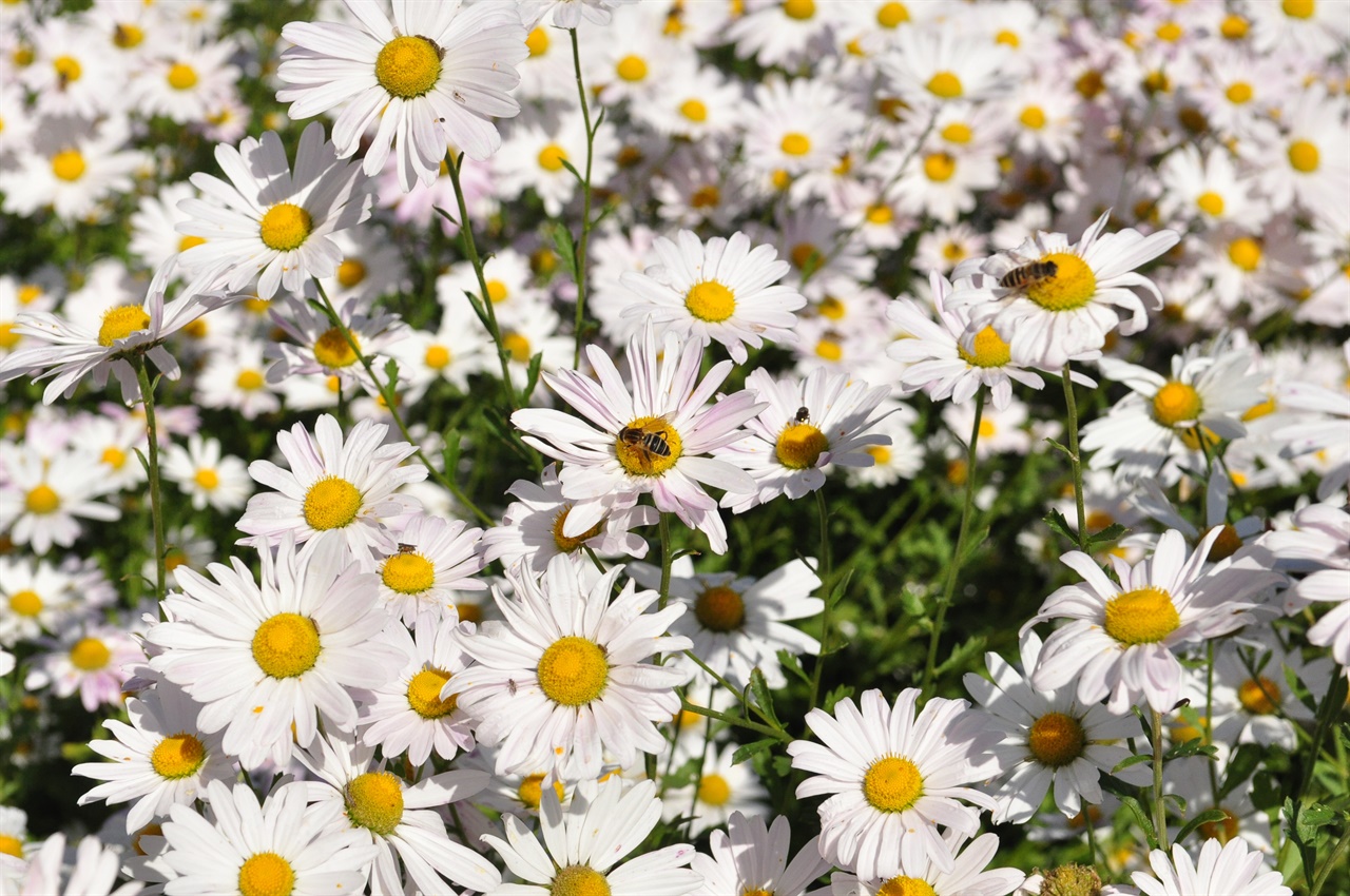 [사진] 가을 알리는 구절초 꽃단지, 혼자 보기 아깝습니다