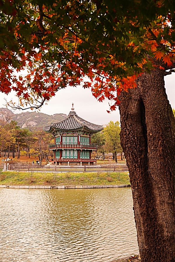[사진] 경복궁 향원정의 겨울 전 마지막 단풍, 장관이네요