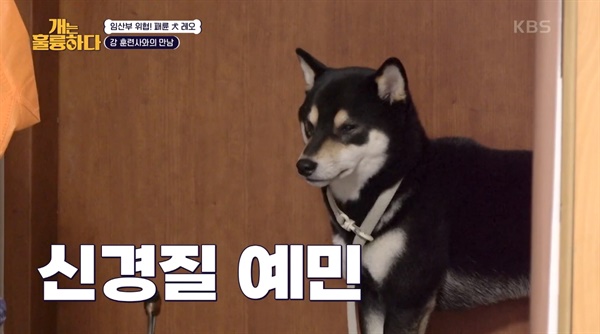 임신한 보호자 위협하는 반려견... 강형욱은 이별을 제시했다