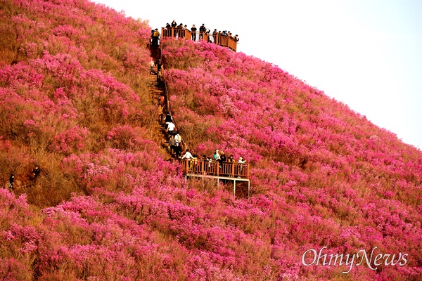 [창원] 천주산, 온통 연분홍 진달래 활짝 장관