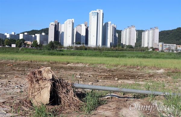 수해로 야구장 망했는데 또?, 대전시 윗분들의 이상한 고집