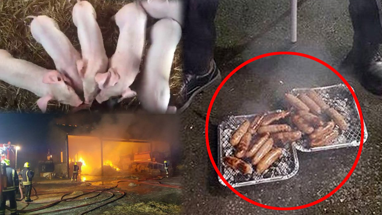 돼지 구해준 소방관에게 소시지로 보답한 농부