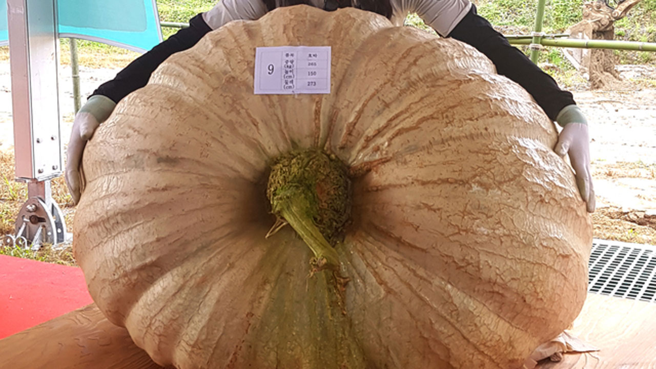 무게 265kg 역대 최고 큰 호박 대상 차지