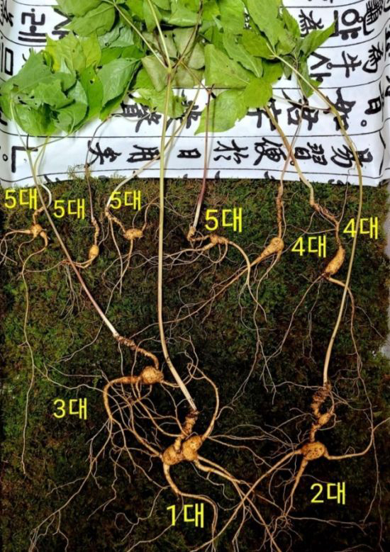 100년 가족 천종산삼 또 발견...감정가 1억 2천만 원