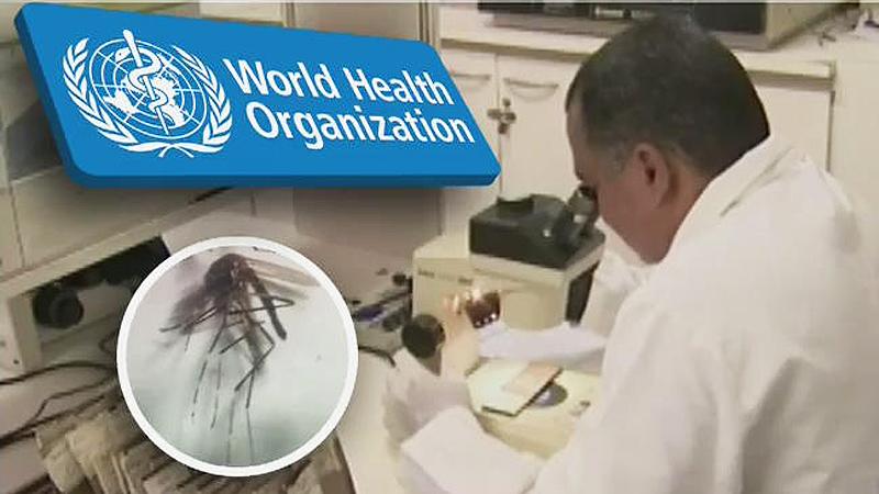 지카바이러스 국내 위험성은…질병관리본부 대책회의