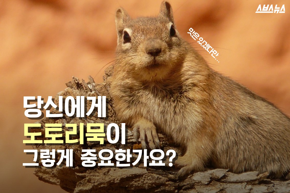 도토리 이미지