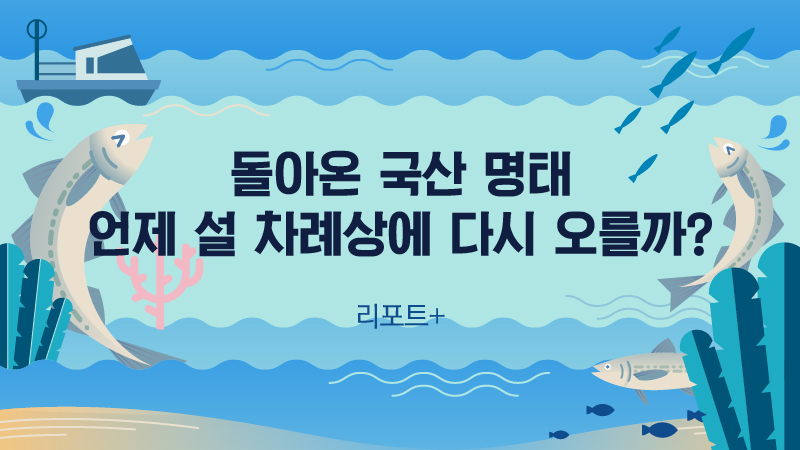 [리포트+] 돌아온 국산 명태…언제 설 차례상에 다시 오를까?