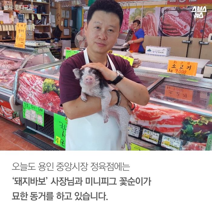 [스브스뉴스] 정육점에서 키우는 아기 돼지 꽃순이…숨은 사연은?