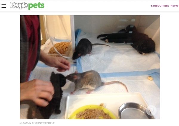 [뉴스pick] 종을 뛰어넘은 우정…고양이 카페에 유모로 취직한 뜻밖의 동물
