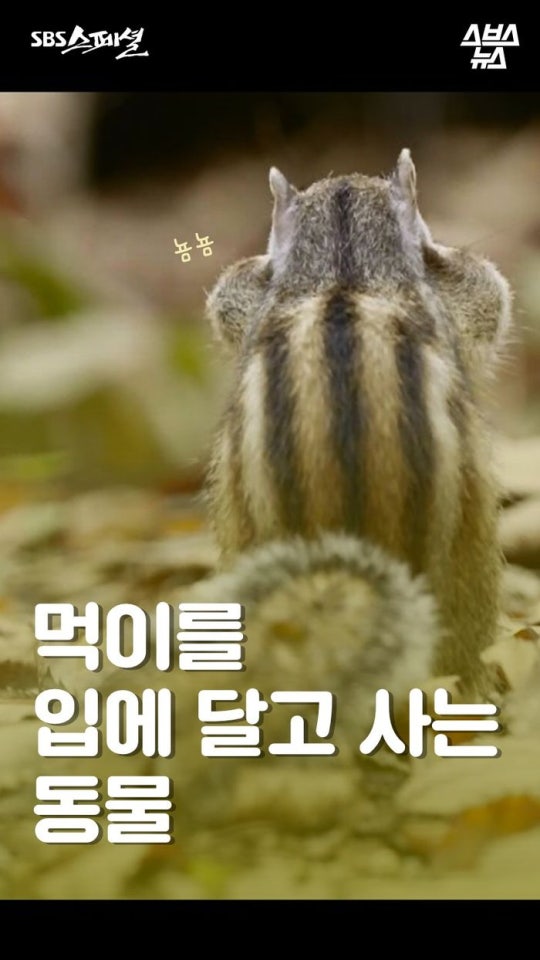 다람쥐와 도토리에 대한 몇가지 사실.jpg | 인스티즈