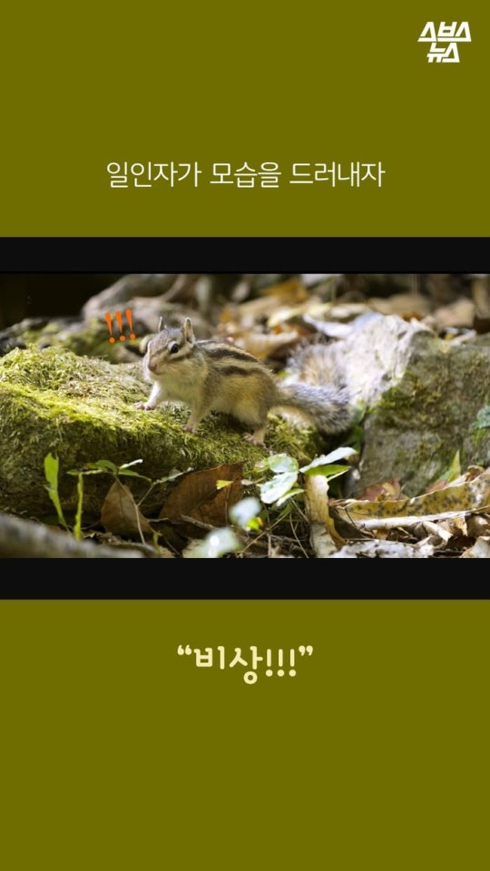 다람쥐와 도토리에 대한 몇가지 사실.jpg | 인스티즈