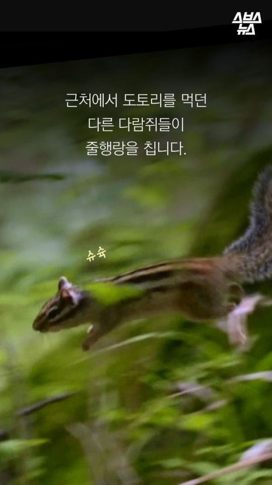 다람쥐와 도토리에 대한 몇가지 사실.jpg | 인스티즈