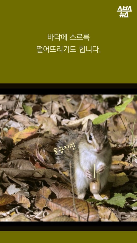 다람쥐와 도토리에 대한 몇가지 사실.jpg | 인스티즈