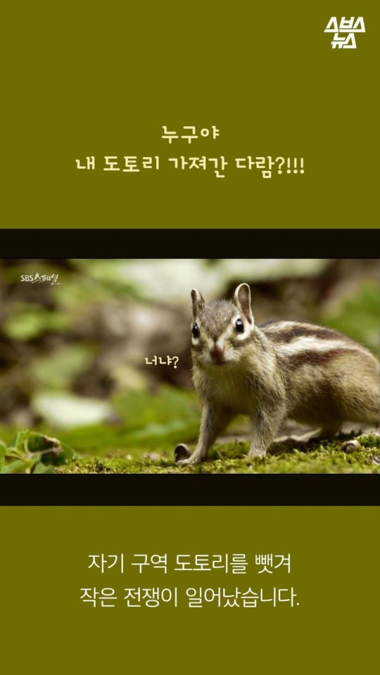 다람쥐와 도토리에 대한 몇가지 사실.jpg | 인스티즈