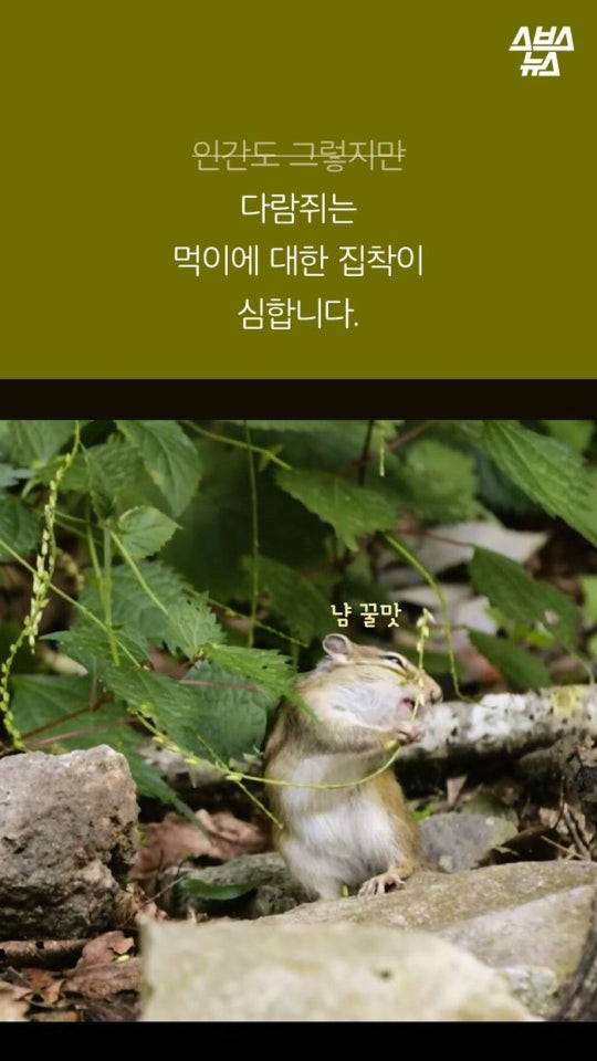 다람쥐와 도토리에 대한 몇가지 사실.jpg | 인스티즈