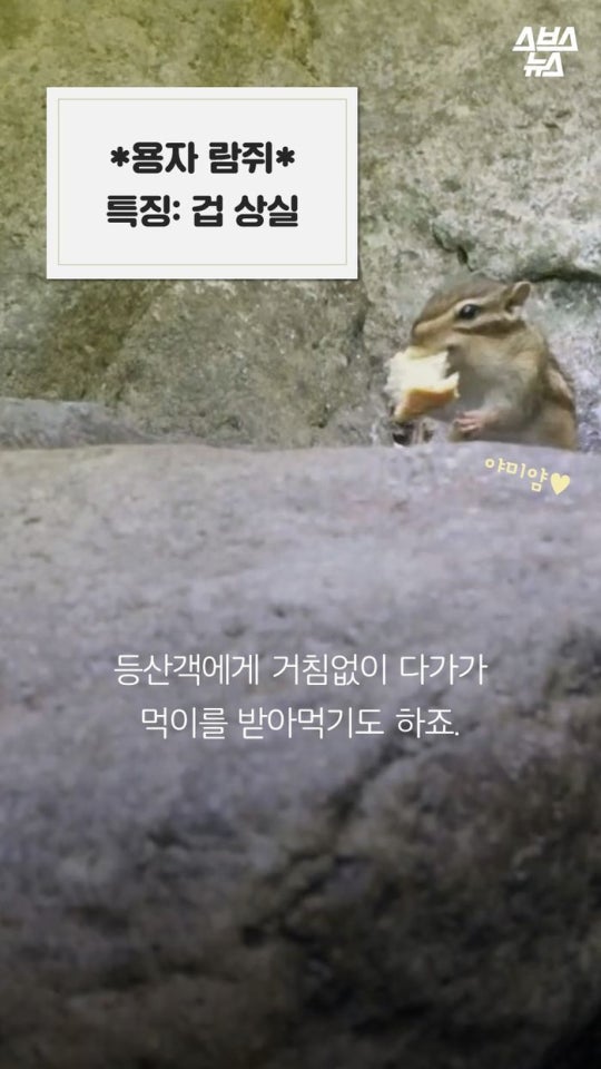 다람쥐와 도토리에 대한 몇가지 사실.jpg | 인스티즈