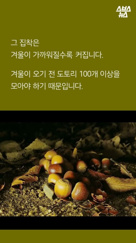 다람쥐와 도토리에 대한 몇가지 사실.jpg | 인스티즈