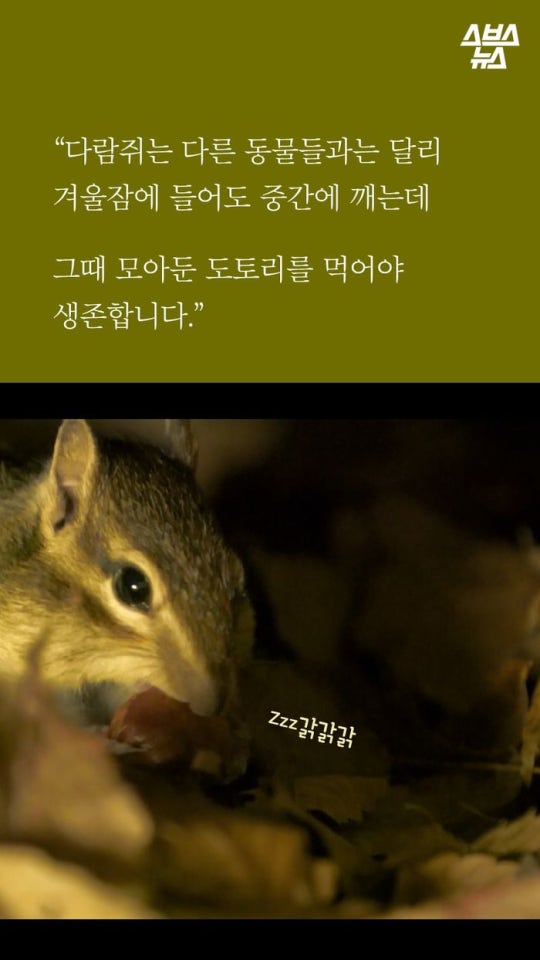 다람쥐와 도토리에 대한 몇가지 사실.jpg | 인스티즈