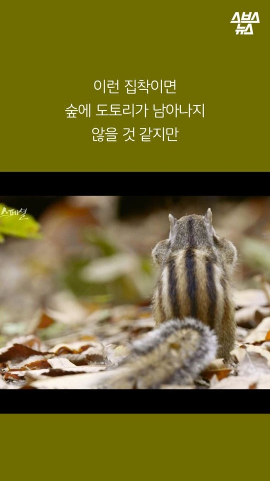다람쥐와 도토리에 대한 몇가지 사실.jpg | 인스티즈