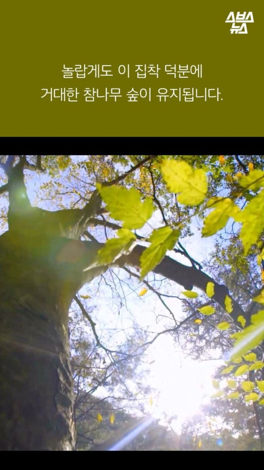 다람쥐와 도토리에 대한 몇가지 사실.jpg | 인스티즈