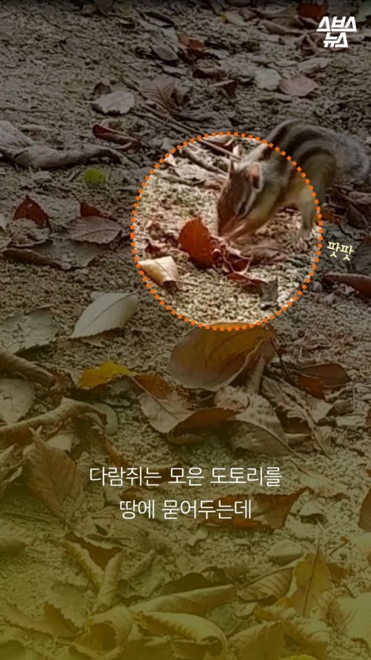 다람쥐와 도토리에 대한 몇가지 사실.jpg | 인스티즈
