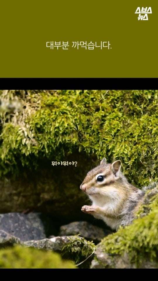 다람쥐와 도토리에 대한 몇가지 사실.jpg | 인스티즈