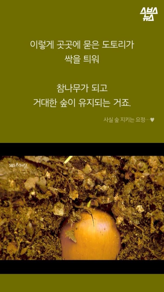다람쥐와 도토리에 대한 몇가지 사실.jpg | 인스티즈