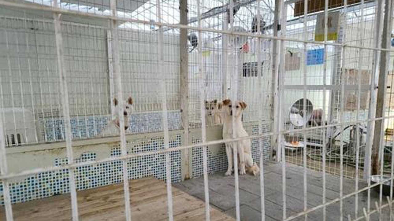 김포 유기견보호소 후원 빌미로 사기 사회적기업 고소