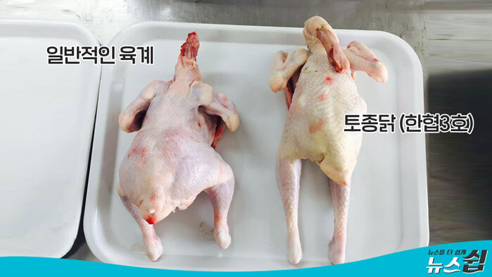 [뉴스쉽] 닭은 죄가 없다…치킨으로 본 산업과 미식 사이