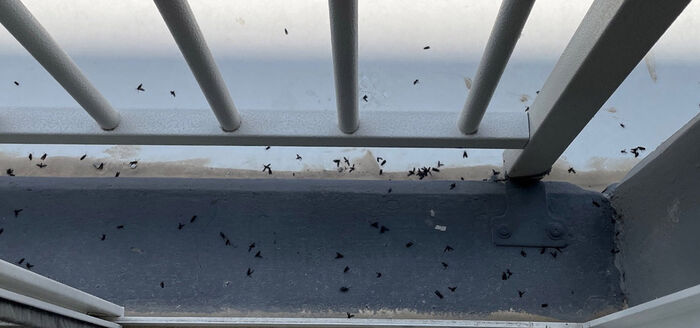 [Pick] 해충박사가 알려주는 러브 버그 퇴치법 5가지