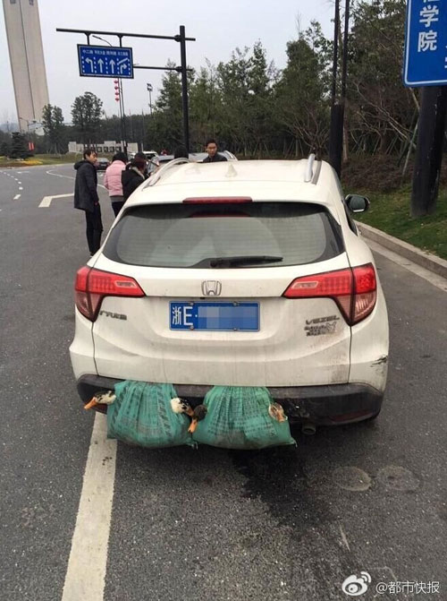 [특파원리포트] 오리를 차에 매달고 2,000km를 달린 이유?