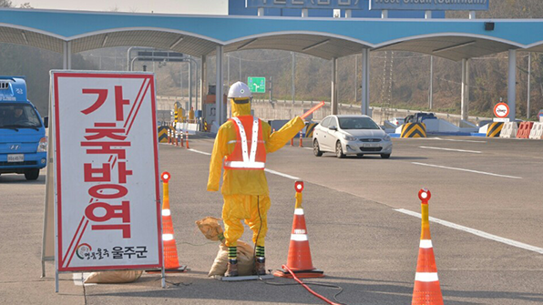 울산 전통시장 유통된 닭 간이검사 ‘AI 양성’ 확인