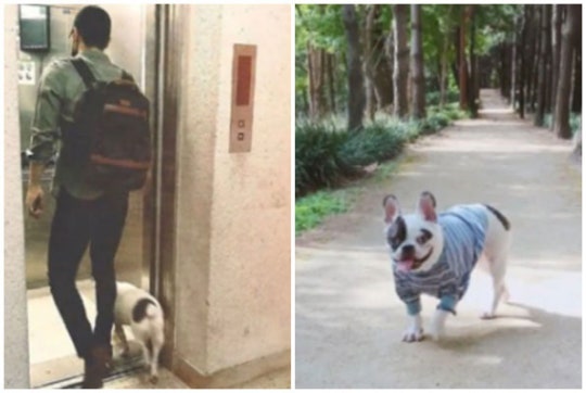 개에 물려 피해자 사망시 미국,영국 처벌수준 ㄷㄷㄷ JPG | 인스티즈