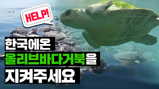 코에 빨대 꽂힌 희귀종 ‘올리브바다거북’, 국내에도 서식