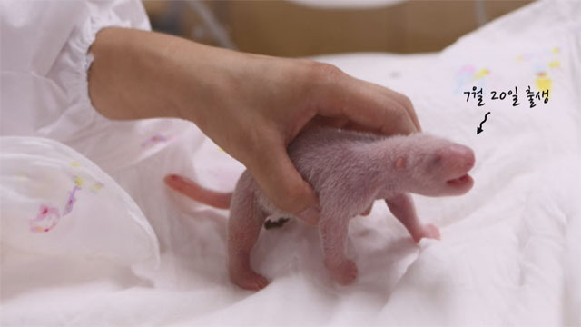 [현장영상] 환영해, 아기 판다! 국내 첫 아기 자이언트 판다 탄생