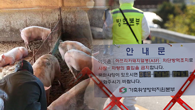 화천 ASF 발생농가 돼지 721 두 매몰 처분 마무리…인접 8개 시군 정밀검사