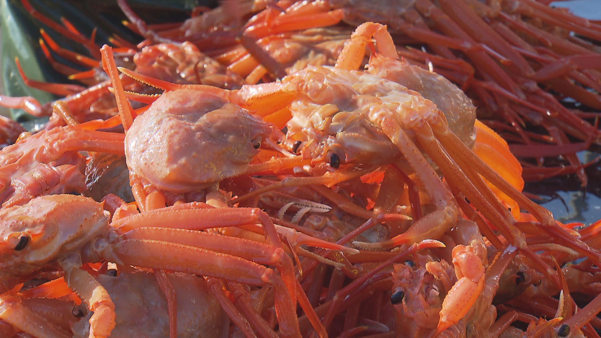 ‘30kg 4만 원’이라는 붉은대게, 소비자에겐 ‘시가’…왜?
