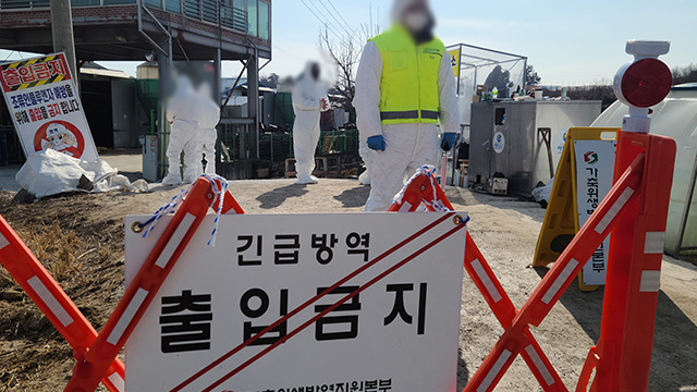 전남 고흥 육용오리 농장에서 고병원성 조류인플루엔자 확진