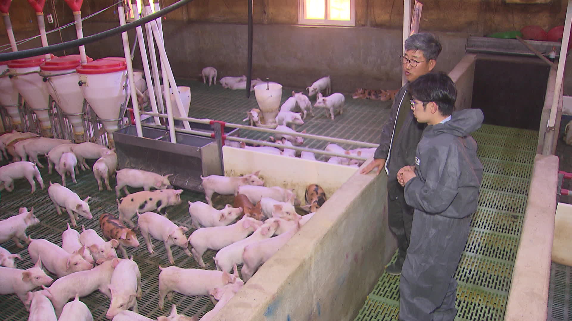 돼지 공급 역대 최대라는데…‘금겹살’ 된 이유는?