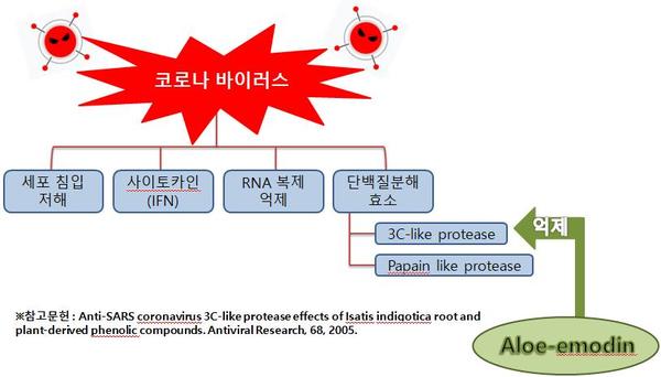 알로에, 코로나바이러스 예방효과 있어...김정문알로에, 논문 3편 공개