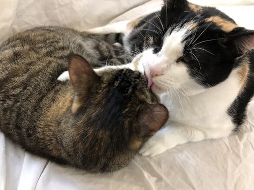 [Pet] 알로 그루밍(Allo grooming)…너를 그루밍하는 이유