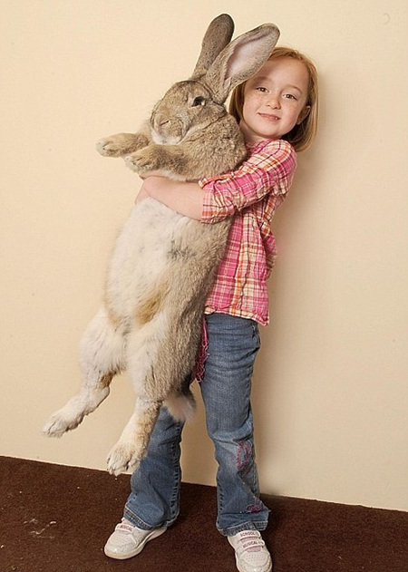 세계에서 가장 큰 토끼 등장…몸무게 22kg, 키 130cm