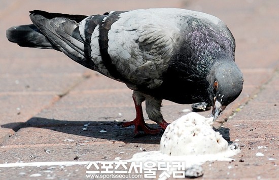 [SS포토]폭염 속 아이스크림 삼매경에 빠진 비둘기