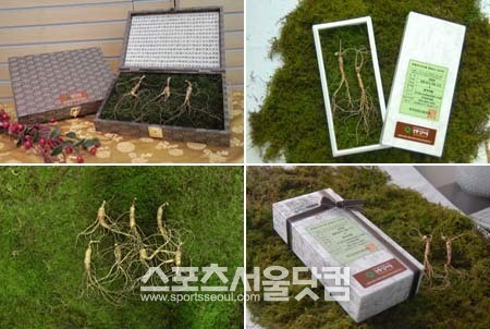 깊은 산 맑은 물, 청정지역에서 자란 강원삼마을 산양산삼 인기몰이
