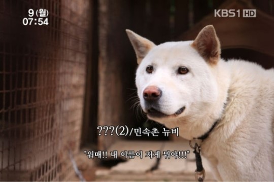 민속촌 개 이름 공모 팥들었슈-개지나 칭칭나네 등 기발해!