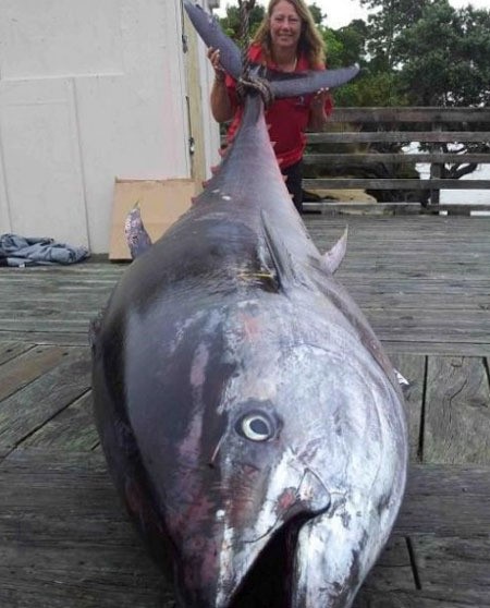 411.6kg 초대형 참치, 4시간 사투 끝에 잡았다
