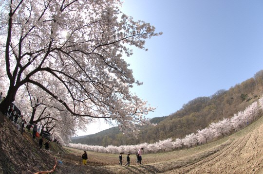 올 봄 가볼만한 벚꽃 나들이 명소 8선