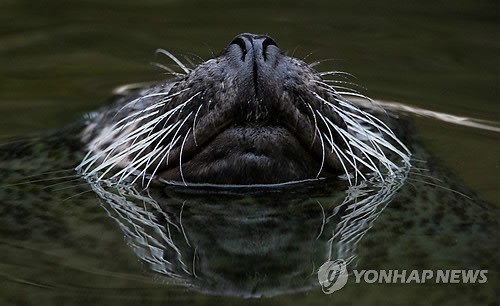 만든곳: 한국 네티즌본부 카페